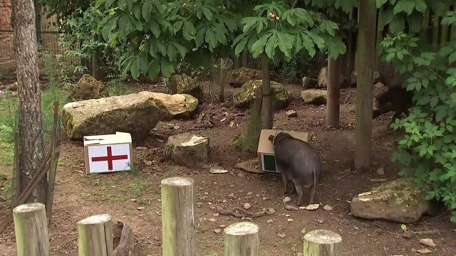 Bristol Zoo pigs predict victory for England at Euros