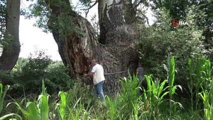 4 buçuk metre çapında kavak ağacı