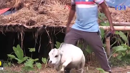 Cette vache ne mesure que 20 cm et est la plus petite du monde