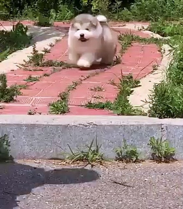 Baby Dogs - Cute and Funny Dog Videos