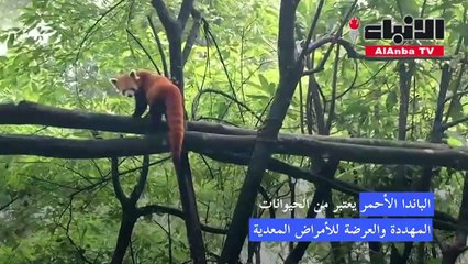صغيرا باندا أحمر يبصران النور في حديقة حيوانات هندية