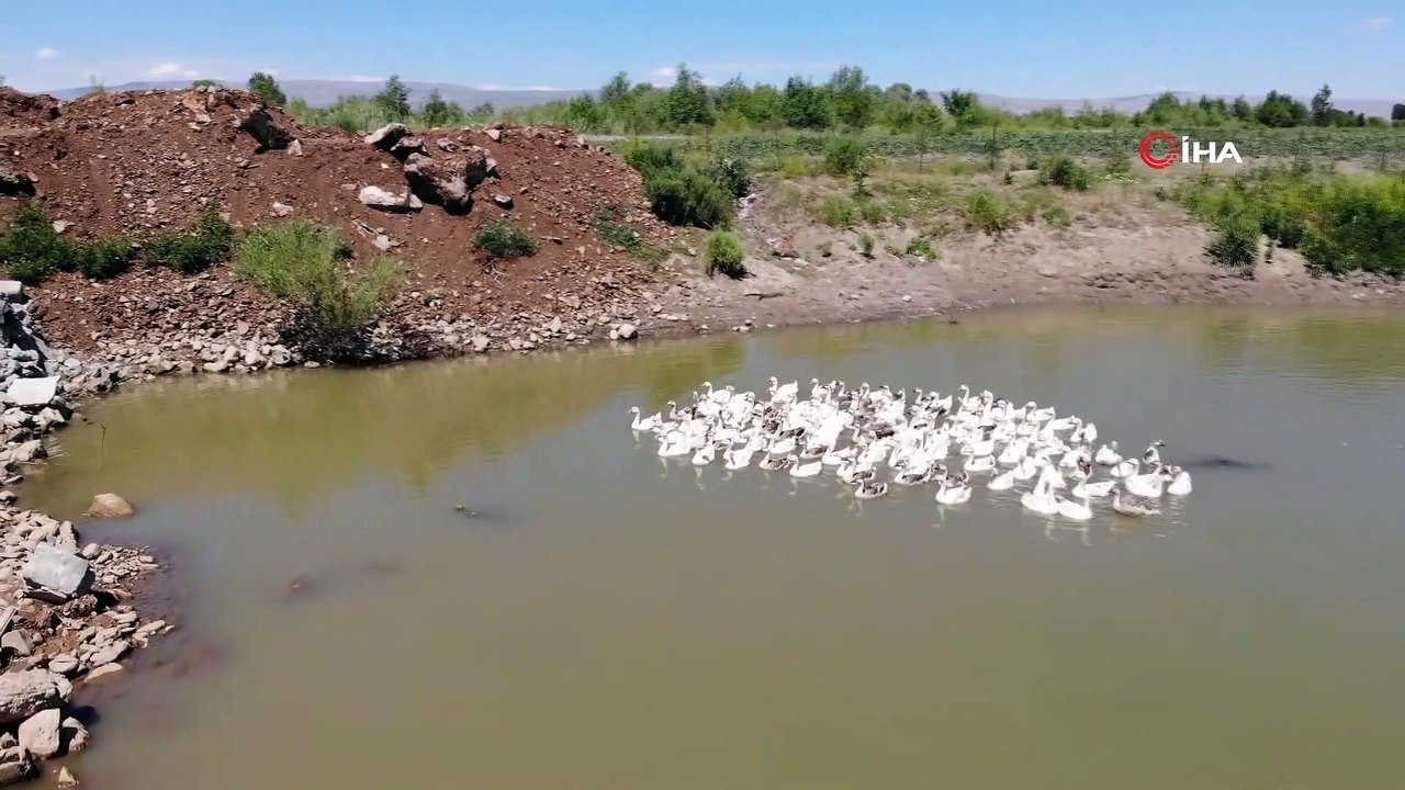 Öğretmenliği bırakıp kaz üretim çiftliği kurdu