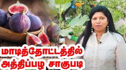 மாடித்தோட்டத்தில் அத்திப்பழ சாகுபடி | fig fruit in terrace garden
