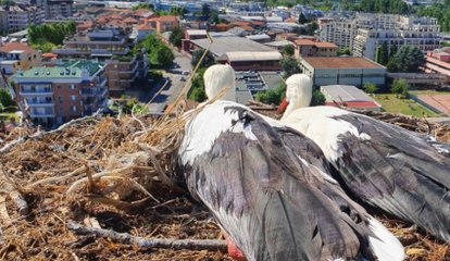 Milano - Cicogne ritrovano nido spazzato via da maltempo grazie ai Vigili del Fuoco (09.07.21)