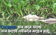 সল্টলেক সেন্ট্রাল পার্কের জলাশয়ে প্রচুর মাছের মৃত্যু | Oneindia Bengali