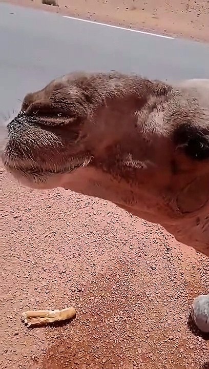 سبحان الله شاهدوا رجل يساعد جمل كاد يموت من شدة العطش في درجة الحرارة تفوق 65 درجة  لطفك يا الله