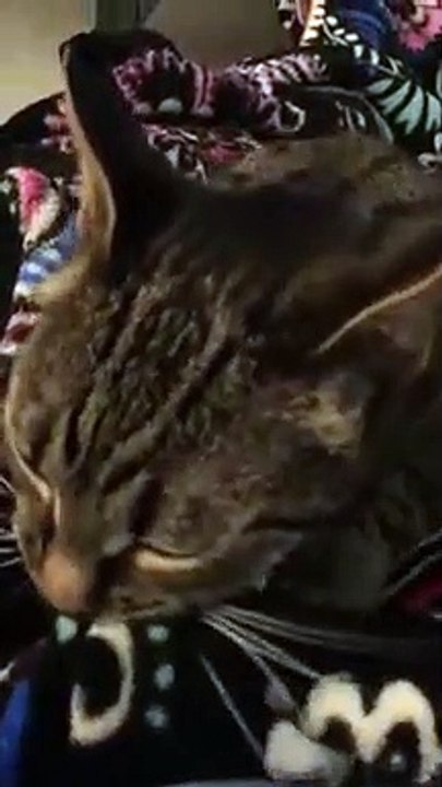 (the kitten) just adores her adopted daddy Apollo