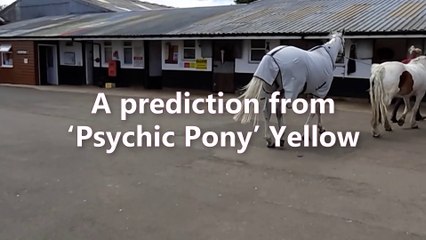 England v Italy: a prediction from 'psychic pony' Yellow