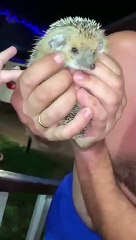 Un homme a trouvé un hérisson devant chez lui !