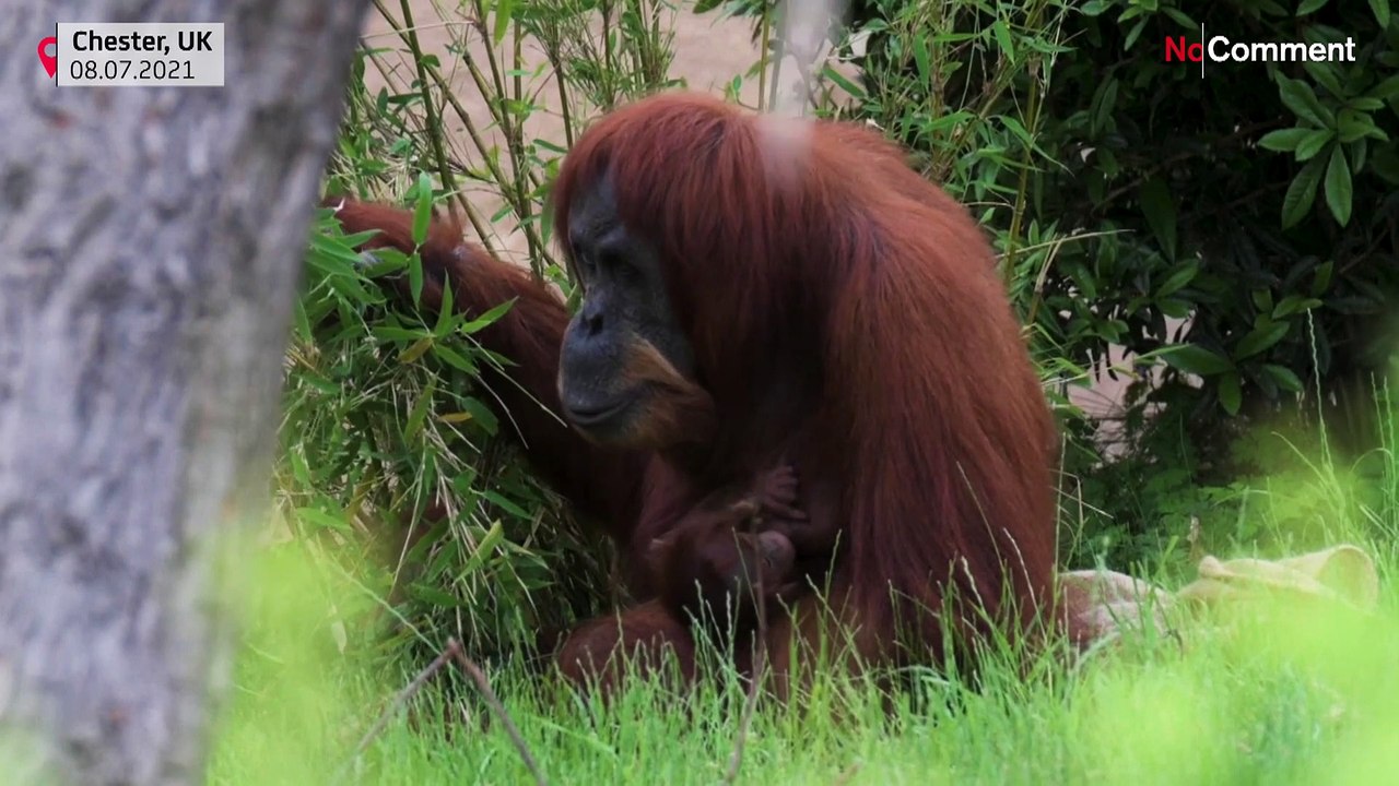 Angleterre : Naissance à Chester d’un bébé orang-outan, une des espèces les plus menacées du monde