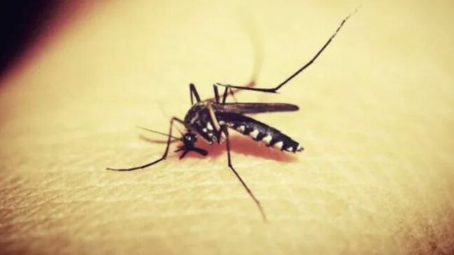 14 Zika virus cases reported in Kerala