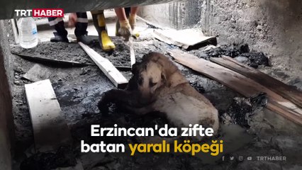 Zifte batan köpeği itfaiye ekipleri kurtardı