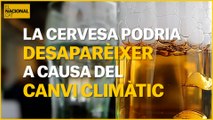 La cervesa podria desaparèixer a causa del canvi climàtic