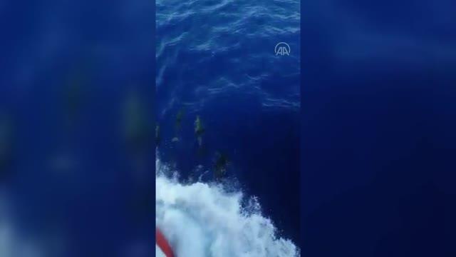Akdeniz açıklarında balıkçı teknesine eşlik eden yunuslar renkli görüntü oluşturdu