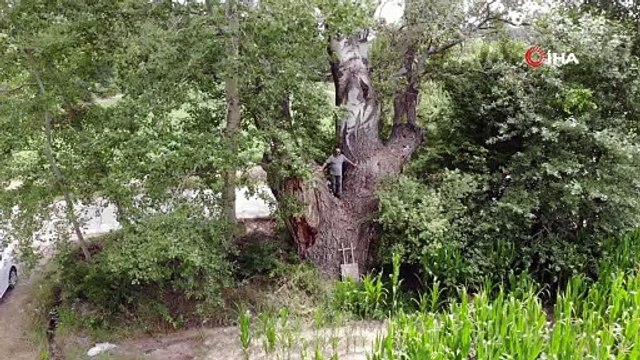 Tokat'ta 4,5 metre çapındaki kavak ağacı dikkat çekiyor