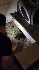 Trapped Bird Rescued from under Porch