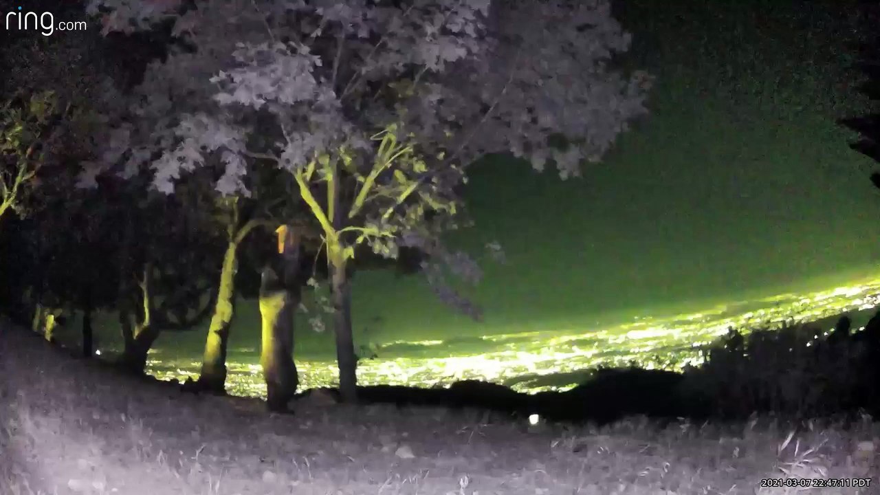 Bear Pulls Down Bird Feeder