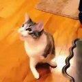 İki bacaklı sevimli kedi
