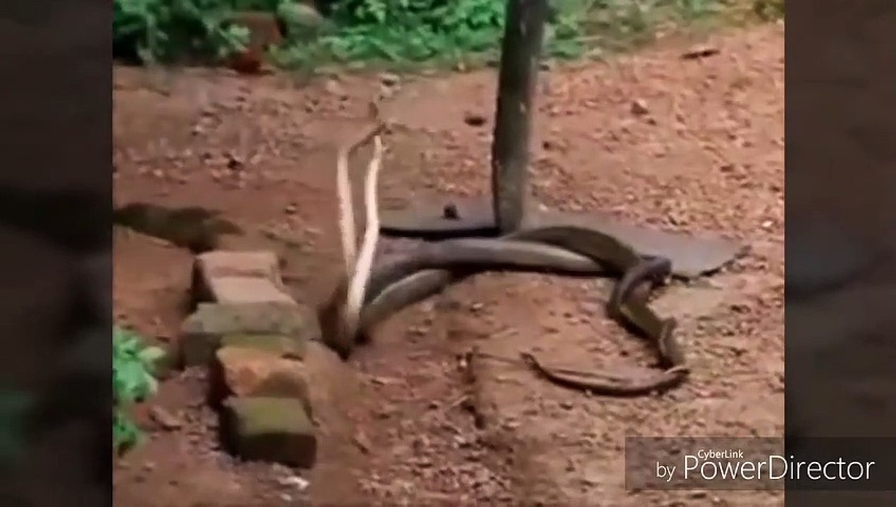 Snake Dance