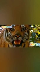 #Shorts video viral New WhatsApp status video1 mason in working with would//https://youtube.com/c/AmrityaZone