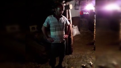 Samsun’da 8 bacaklı, 2 kuyruklu buzağı doğdu