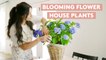 BEST Indoor Flowering Plants to Brighten Up Your Home  | How to Care for Houseplants | Simply