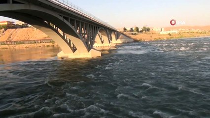 Şırnak’ta su samuru görüntülendi