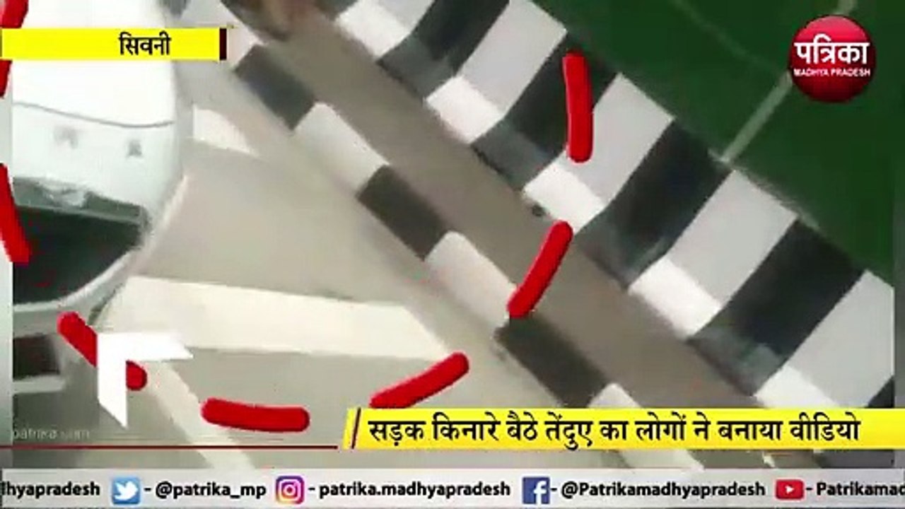 VIDEO STORY : तेंदुए ने आधे घंटे के लिए रोक दिया नेशनल हाइवे