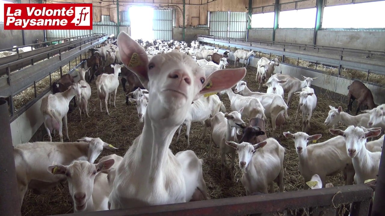 GAEC des Petits Ruminants : le pâturage caprin