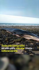 Una comunidad se unió para salvar a una ballena varada en una playa mexicana