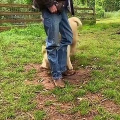 Playful Calf Gives Owner's Legs A Bonk