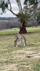 Cuddly Joey Hugs Mama Kangaroo in Park