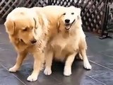 Şakacı köpekler