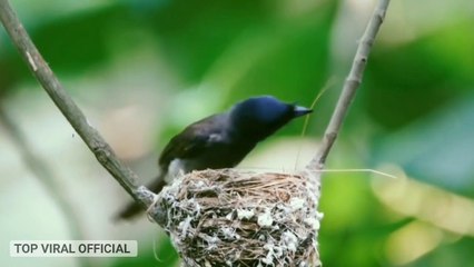 Birds feed babies in nest & so adorable
