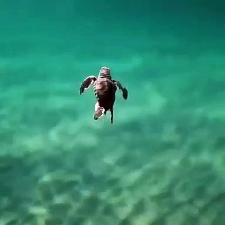 Baby sea turtles　ウミガメの赤ちゃん