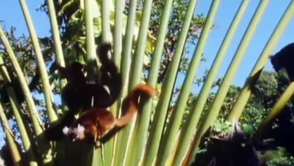 Black Lemur on Drugs  Cousins | Wild Animals