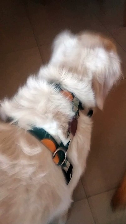 Sneaky Dog Steals Potato