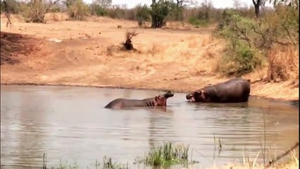 Territorial hippos make intimidating sounds while showing their teeth 4K
