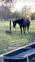 Pig Attempts to Steal Horse