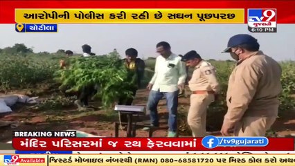 SOG busts illegal weed plantation in Chotila, accused nabbed. Surendranagar _ TV9News