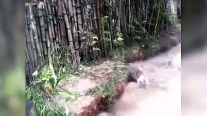 Eğlence olsun diye kediyi timsah havuzuna attılar