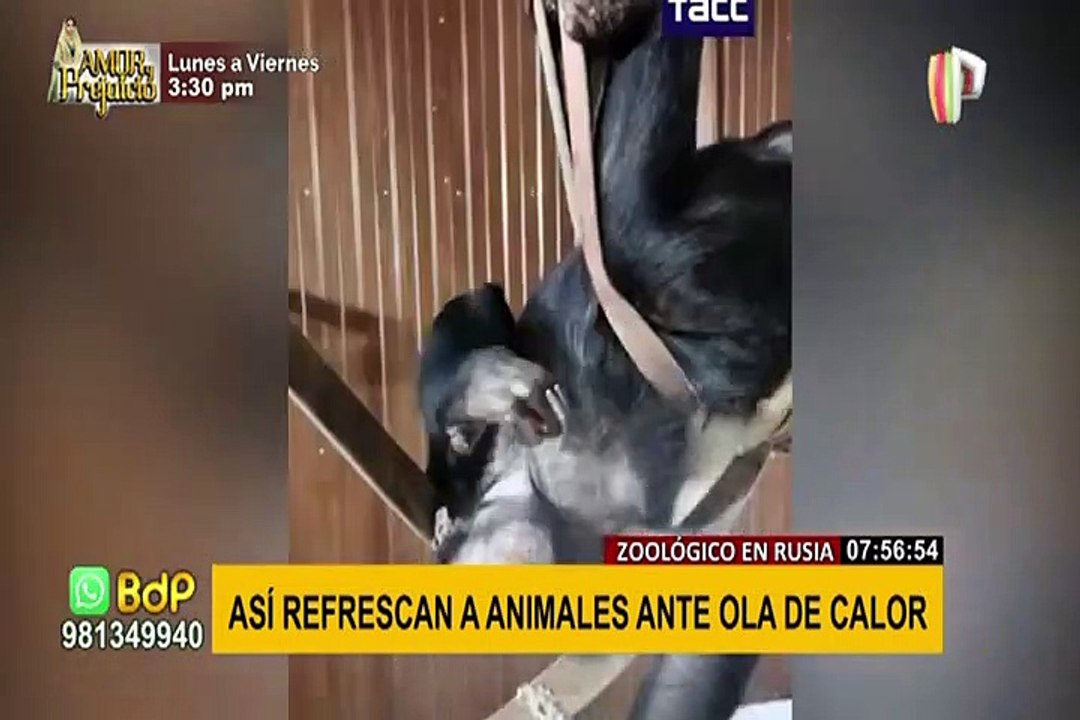 Ayudan a sofocar el intenso calor de animalitos en zoológico de Rusia
