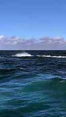 VÍDEO | Mamãe baleia jubarte ensina filhote a saltar e encanta turistas no Estado