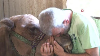 Aydın'daki çöl sıcaklarına karşı deveciler seferberlik ilan etti