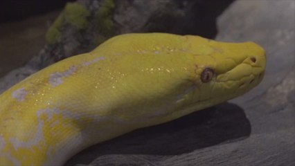 The Exciting Conclusion to the Python Snake Running Wild in a Baton Rouge Shopping Mall