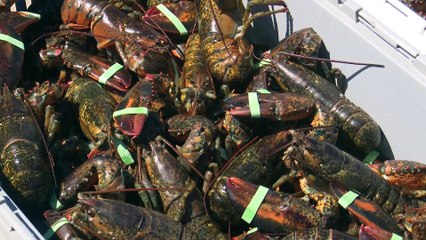 N.-B. : Une saison record pour plusieurs pêcheurs de homard