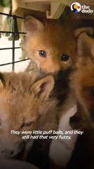 Growling Baby Foxes Turn Into Snuggly Puppies