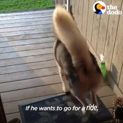 Guy And His Dog Are Visiting All 50 States On A Motorcycle