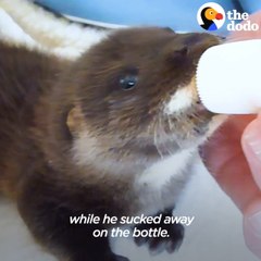 Fuzzy Baby Otter Grows Up And Swims Back To The Wild