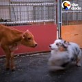Dog And Baby Cow Snuggle And Chase Each Other Around